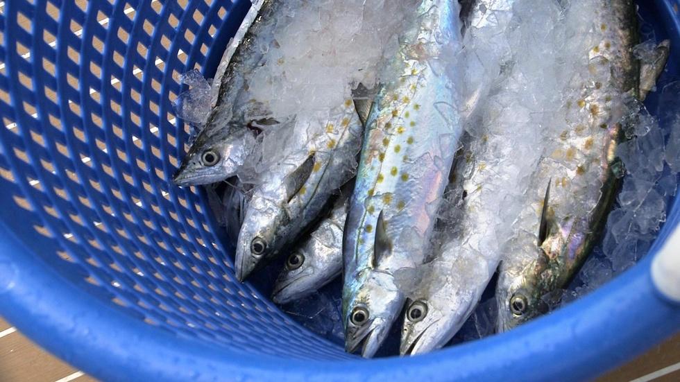 Spanish Mackerel image