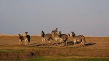 Video thumbnail: Nature's Great Race Clues to the Zebra Odyssey