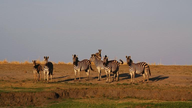 Clues to the Zebra Odyssey