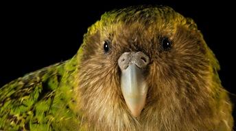 A Kākāpō Love Story