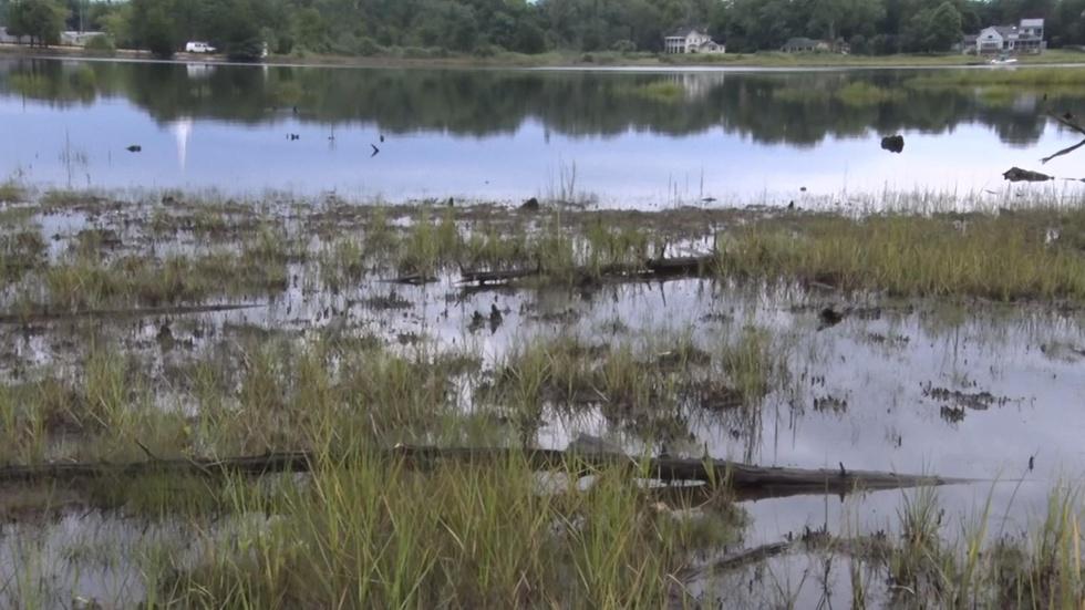 Ghost forests provide proof that sea level rise exists image