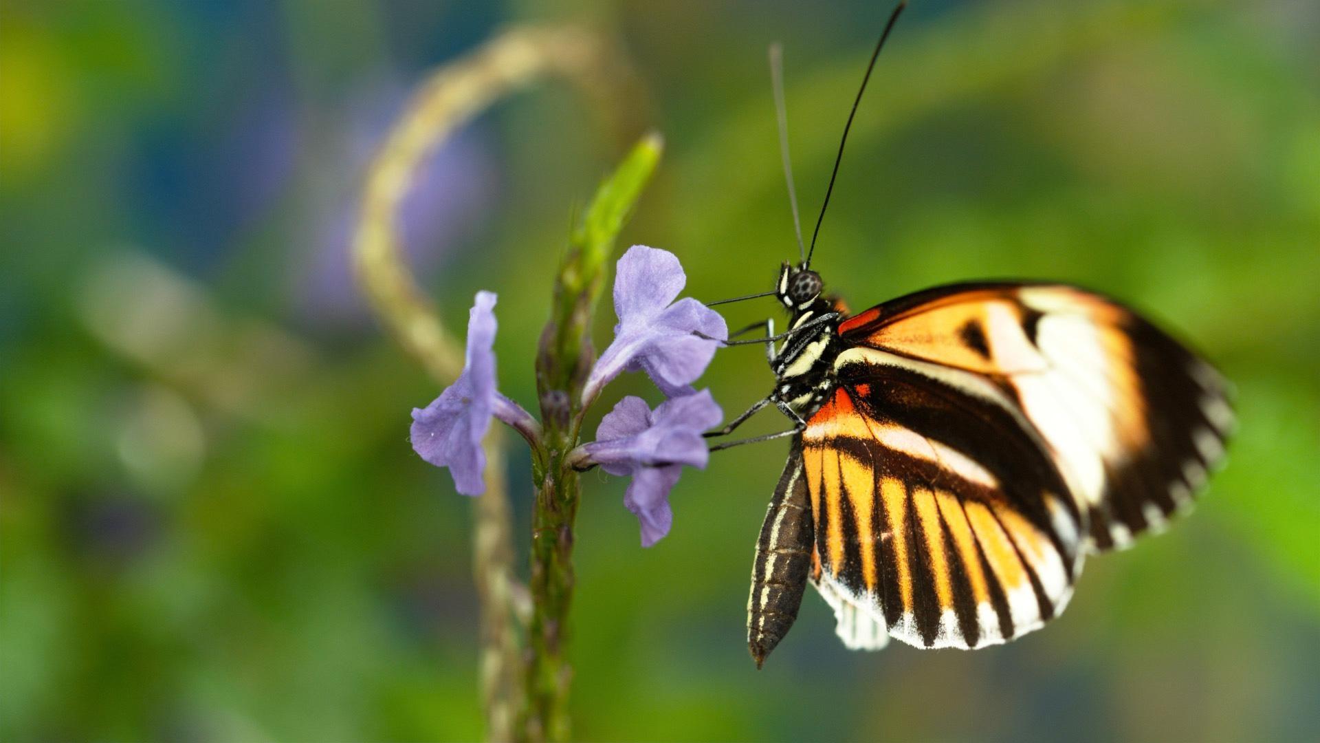 S36 E12 Sex Lies And Butterflies Watch Nature Pbs Online