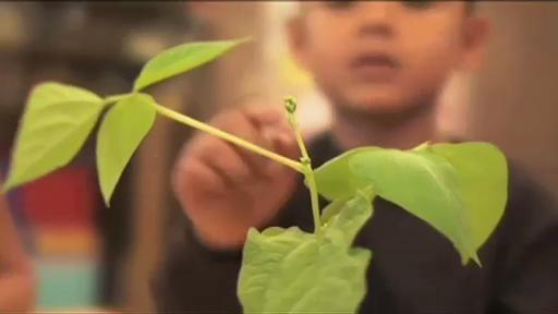 Fácil y sabroso Jardín de 4 x 4 pies para niños - Plantas Bonnie