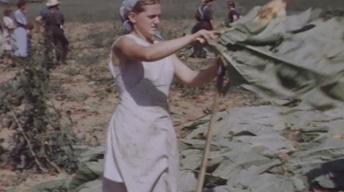 S24 Ep5: Amish at Work: Harvesting