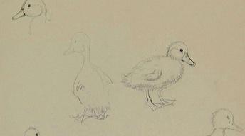 S17 Ep5: Hidden Treasure: Make Way for Ducklings
