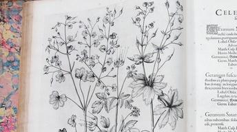 S15 Ep6: Appraisal: 1613 Basilius Besler "Hortus Eystettensi