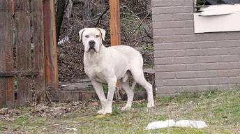 Craft In America: A Dog Named Wall Street image