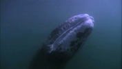 gray whale