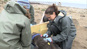 woman attaching a tracking device to a seal