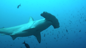 hammerhead shark