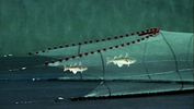 graphic illustrating fish swimming into a net
