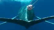 tail of a blue whale