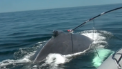 humpback whale being tagged