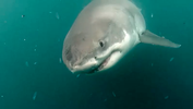 great white shark