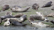 seals on a beach