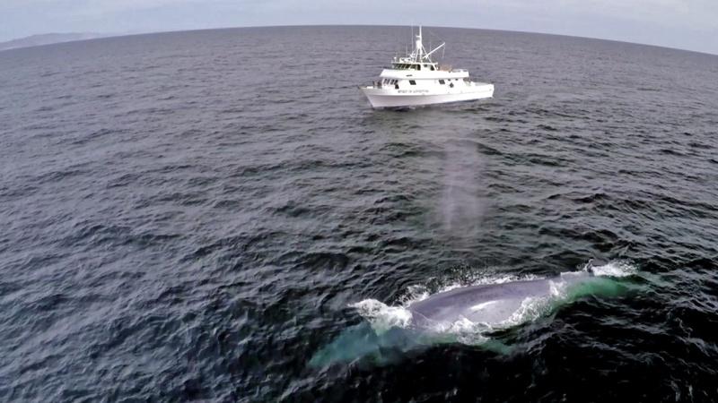 A Blue Whale's Perfect Comic Timing