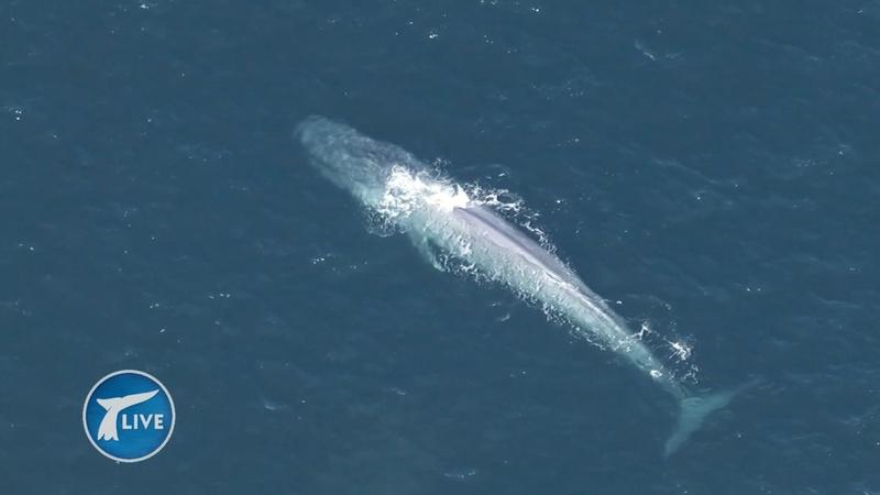 A Blue Whale Sighting