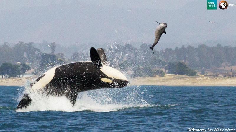 The Orca Hunt