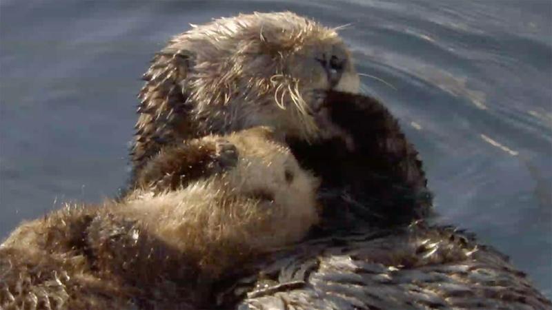  Fan Favorite: The Otter