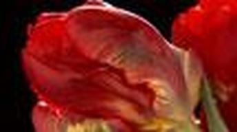 Tulips - Web Extra with Michael Pollan image