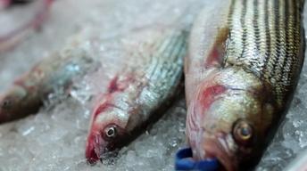 S2 Ep7: The Fish Episode, Y’all