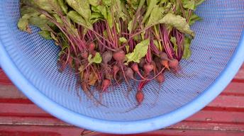 S3 Ep6: Preview: Season 3, Ep. 6: If You Can’t Beet Em ...