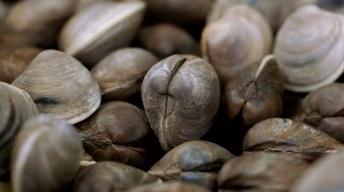 S3 Ep10: Preview: Season 3, Ep. 10: Gone Clamming, Part I