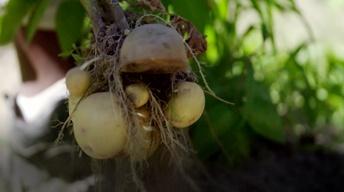 S3 Ep13: Preview: Season 3, Ep. 13: One Potato, New Potato