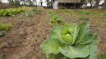 Video thumbnail: A Chef's Life S4 Ep4: Cabbage