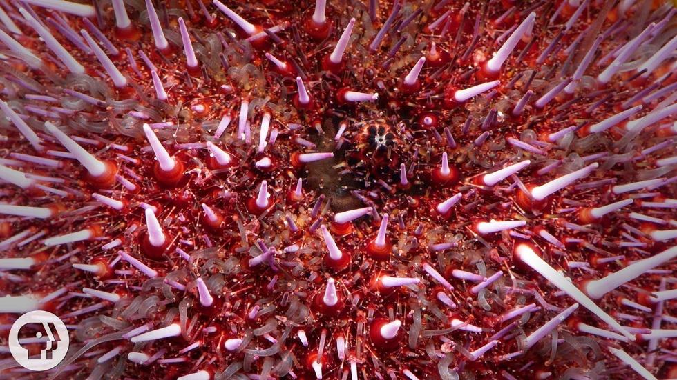 Sea Urchins Pull Themselves Inside Out to be Reborn image