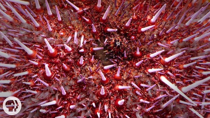 Sea Urchins Pull Themselves Inside Out to be Reborn