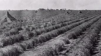 The Depression Comes to the Southern Plains image
