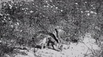 The Dust Bowl: Jack Rabbits image
