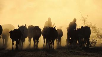 Maasai and Their Relationship with Their Cows
