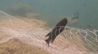 A Natural History Detective Story: A Shallow Water Problem