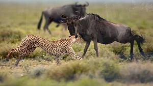 EARTH A New Wild Tease