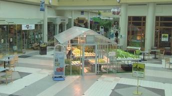 Grow Food in the Galleria Mall