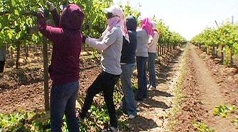 California: The Immigration Dilemma