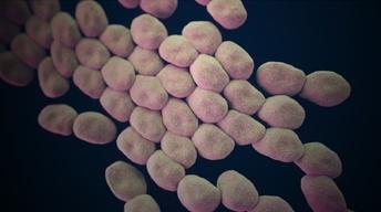 S31 Ep14: Hunting the Nightmare Bacteria