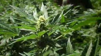 S29 Ep17: Preview: The Pot Republic
