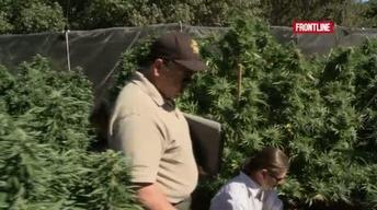 Inside California's Green Rush image