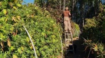 S29 Ep17: The Pot Republic