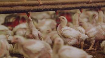 S33 Ep1: The Trouble with Antibiotics