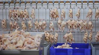 S32 Ep18: The Trouble with Chicken
