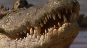 Africa's Largest Crocodile Population?