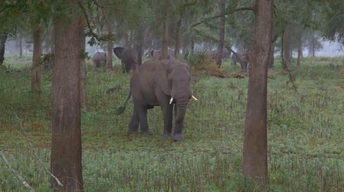 Elephants Don't Forget, But They Can Forgive