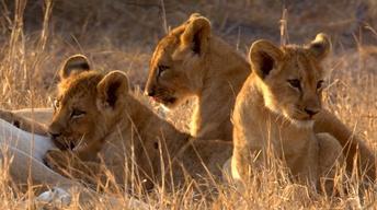 GORONGOSA PARK Rebirth of Paradise | Trailer