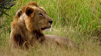 Episode 1 | Lion Mystery