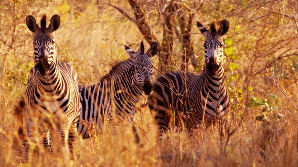 GORONGOSA PARK Rebirth of Paradise | Preview image