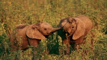 Preview | Episode 2 | Elephant Whisperer